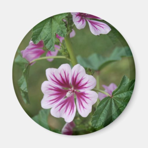 Mallow 1 fridge magnet