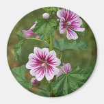Mallow 2 magnets