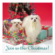 Maltese Christmas Invitations