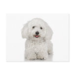 Maltese Dog White postcards