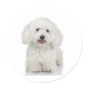 Maltese Dog White stickers