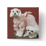 Maltese Dogs buttons