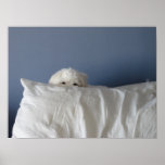 Maltese Mischief posters