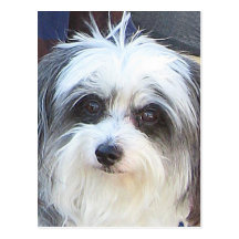 Maltese Poodle Dog Postcard
