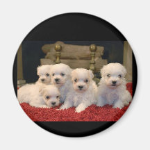 Maltese Puppies Magnet