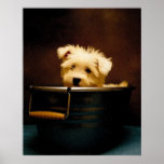 Maltese Puppy in the Washtub Poster