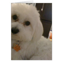 Maltipoo Card