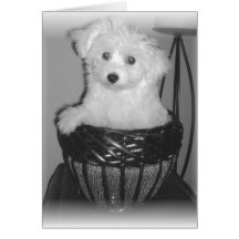 MaltiPoo Products Cards