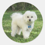 Maltipoo Sticker