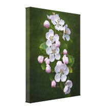 Malus Blossom Wrapped Canvas Print