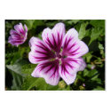 Malva flower ~ ATC business cards