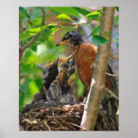 Mama and Baby Robins Print