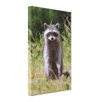 Mama Racoon Stretched Canvas Print