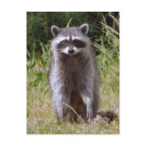 Mama Racoon Postcards