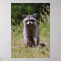 Mama Racoon posters