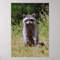 Mama Racoon Print