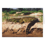 Mamba (Crocodile) cards