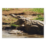 Mamba (Crocodile) cards