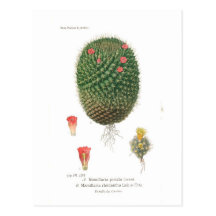 Mamillaria species postcards