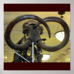 Mammoth Closeup Print