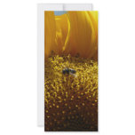 mammoth sunflower 2 rack cards