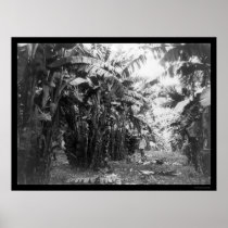 Man Standing in a Banana Tree Grove in Cuba 1917 Poster