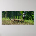 Man with ducks posters