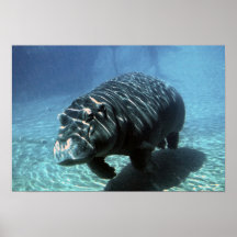 Manatee all at sea posters