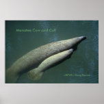 Manatee Cow and Calf posters