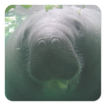 Manatee Raspberry square stickers