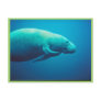 Manatee Scratching Post Cards