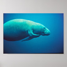Manatee Scratching Posters
