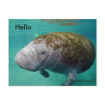 Manatee Up close 0258 "Hello" Post Card