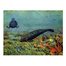 Manatees and Colourful Fish Postcards