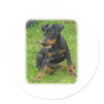 Manchester Terrier puppy 9B079D-07 stickers