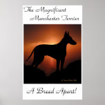 Manchester Terrier Unique Poster posters