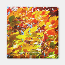 Manchurian Pear Autumn Leaves - Magnet
