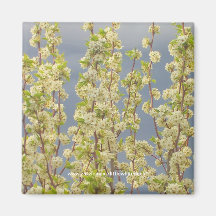 Manchurian Pear Blossoms - Magnet