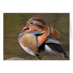 Mandarin Duck Notecard