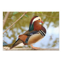 Mandarin Duck Photo Print