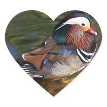 Mandarin Duck