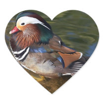 Mandarin Duck