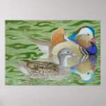 Mandarin Ducks on a lake posters