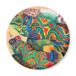 Mandarin Fish Art magnets