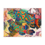Mandarin Fish Art postcards
