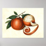 Mandarin Oranges Antique Chinese Painting Poster