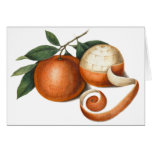 Mandarin Oranges: Antique Painting from China Cards