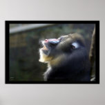 Mandrill #2 posters