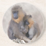 Mandrill and Young Coaster