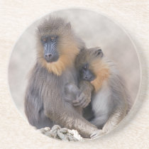 Mandrill and Young Coaster